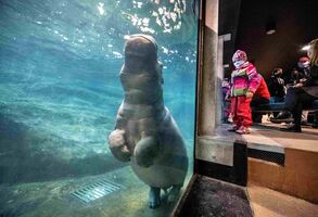 Voda v Pavilonu hrochů je opět čistá